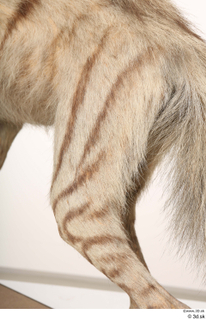 Striped Hyena Hyaena hyaena leg 0059.jpg